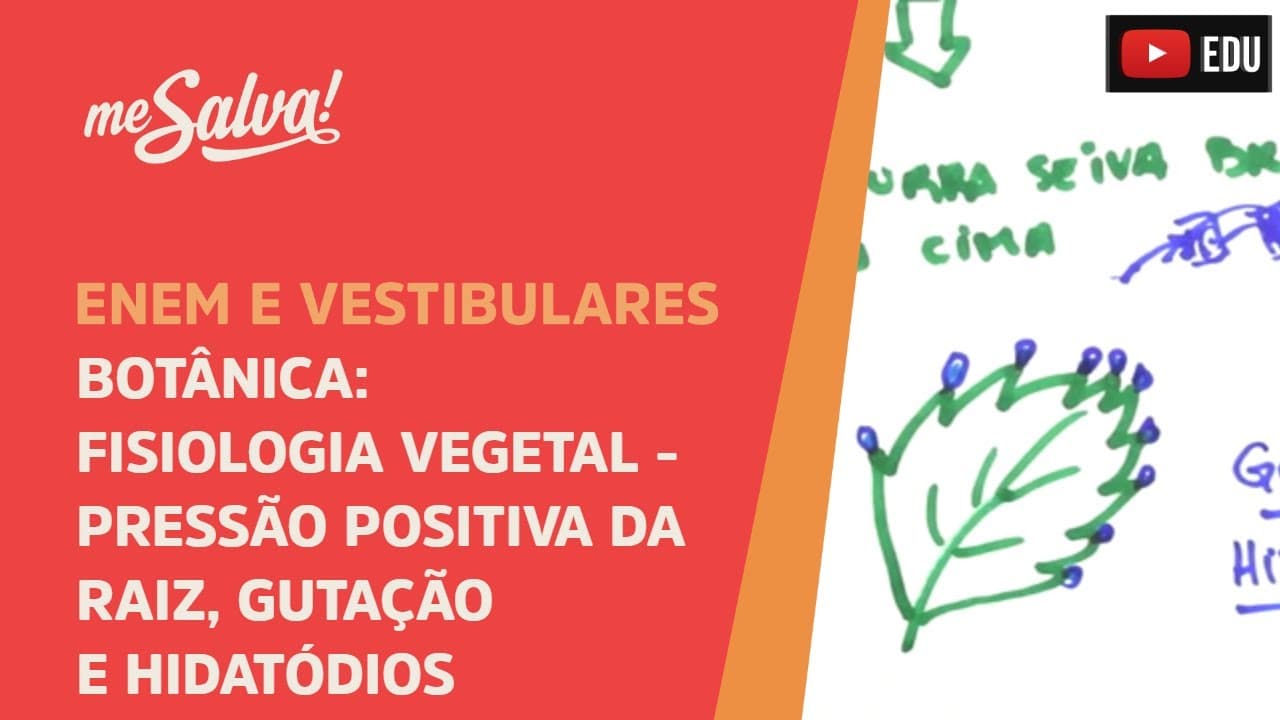 Thumbnail: Me Salva! BOT26 - Botânica - Fisiologia vegetal: pressão positiva da raiz, gutação e hidatódios
