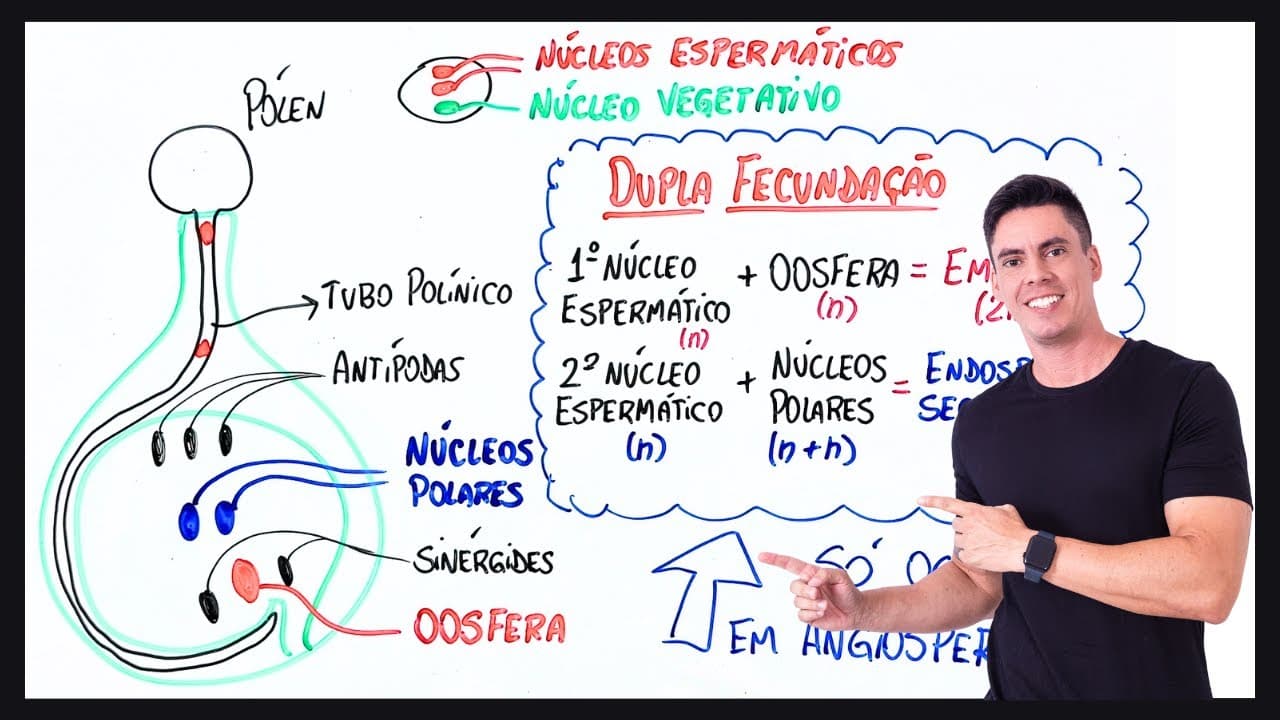 Thumbnail: DUPLA FECUNDAÇÃO DAS ANGIOSPERMAS