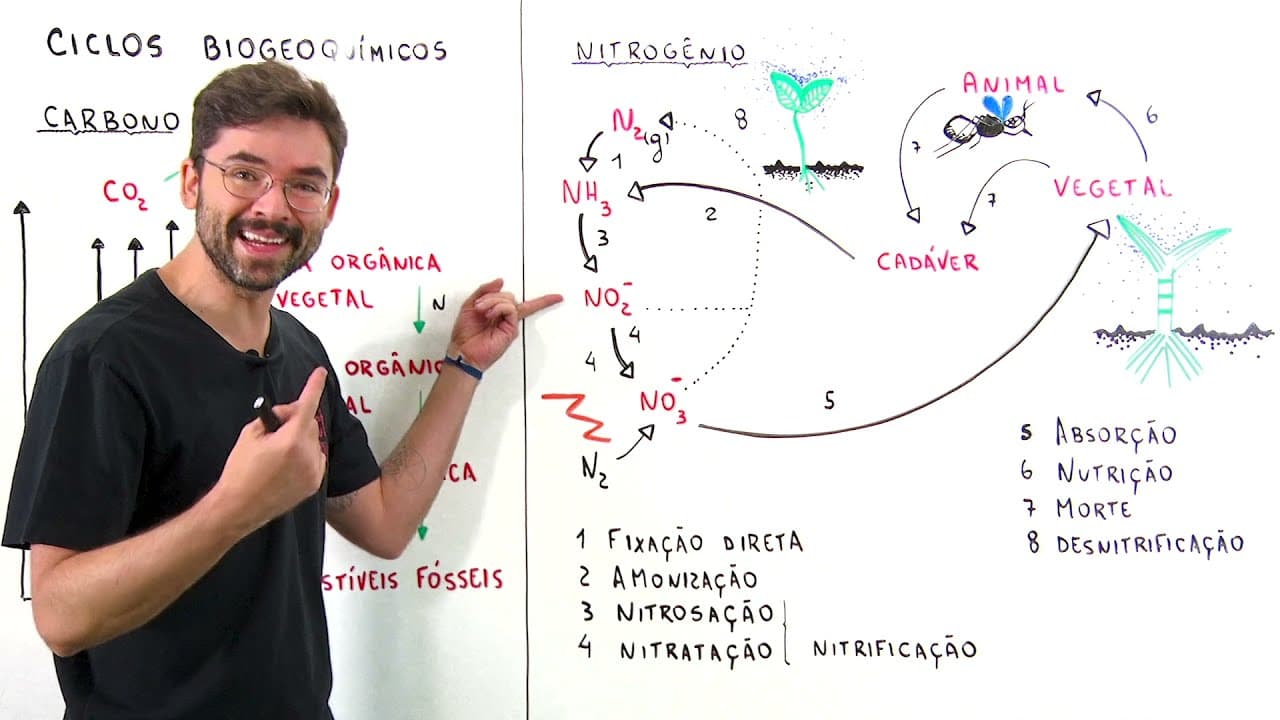Thumbnail: Ecologia - Ciclos Biogeoquimicos