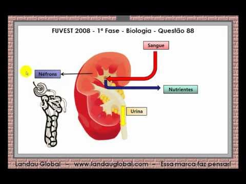 Thumbnail da aula: USP_2008_BIO_P1_Q88