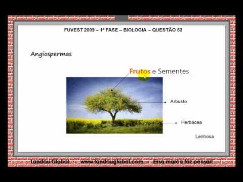 Thumbnail da aula: USP_2009_BIO_P1_Q53