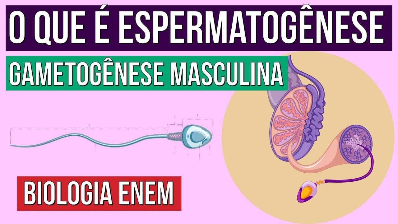 Thumbnail: GAMETOGÊNESE MASCULINA: o que é espermatogênese | Resumo de Biologia para o Enem | Claudia Aguiar