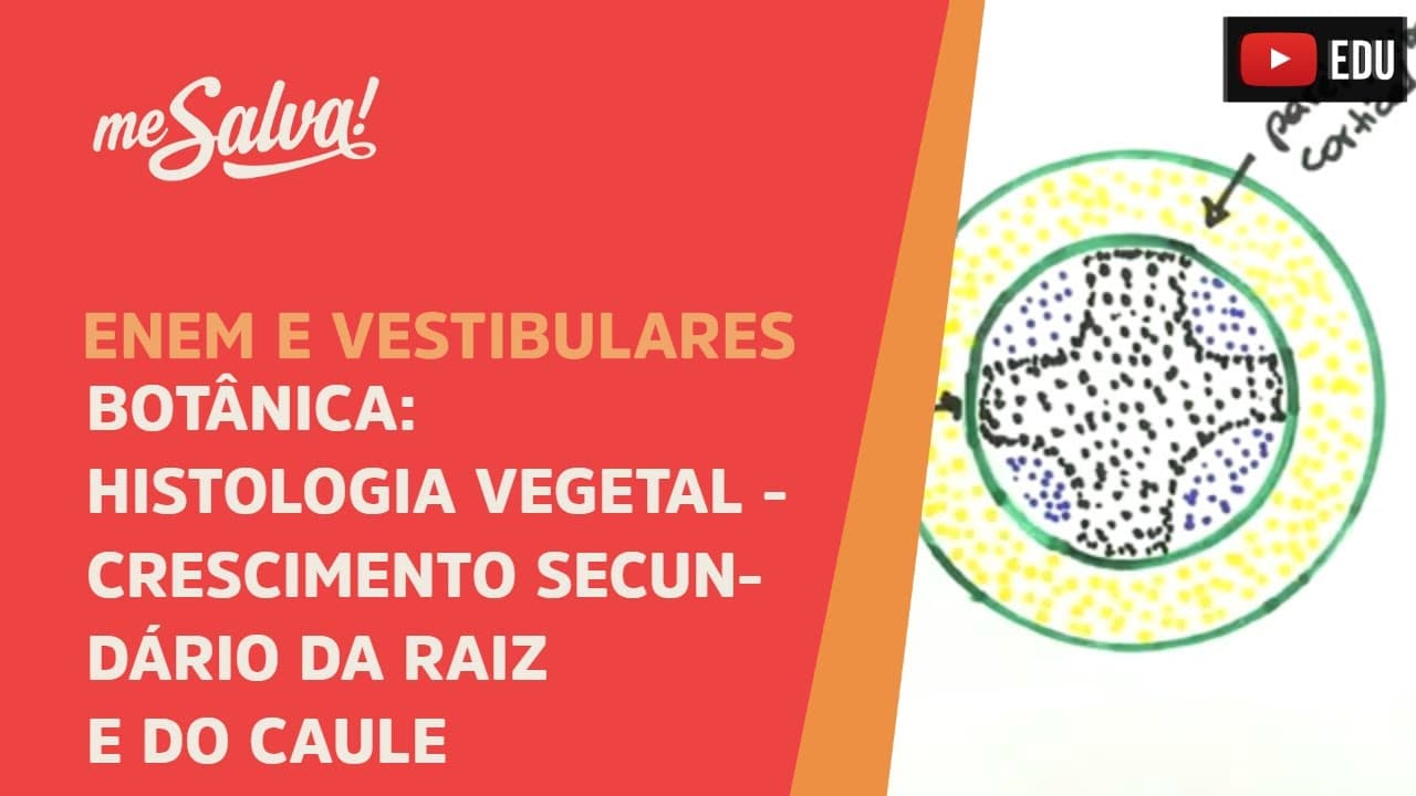 Thumbnail: Me Salva! BOT21 - Botânica - Histologia vegetal: crescimento secundário da raíz e do caule