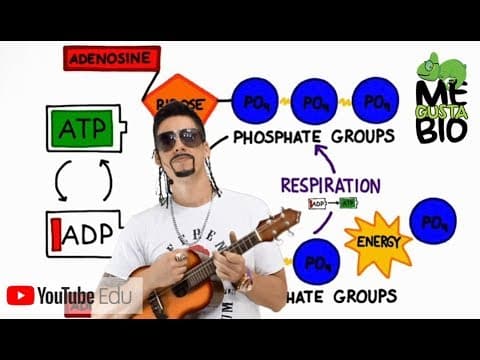 Thumbnail da aula: Fermentação - Paródia Deixa Acontecer