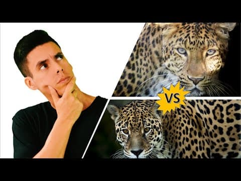 Thumbnail da aula: Diferença entre onça e leopardo