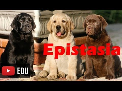 Thumbnail da aula: Epistasia - Interação gênica