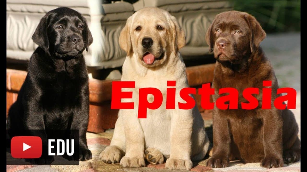 Thumbnail: Epistasia - Interação gênica