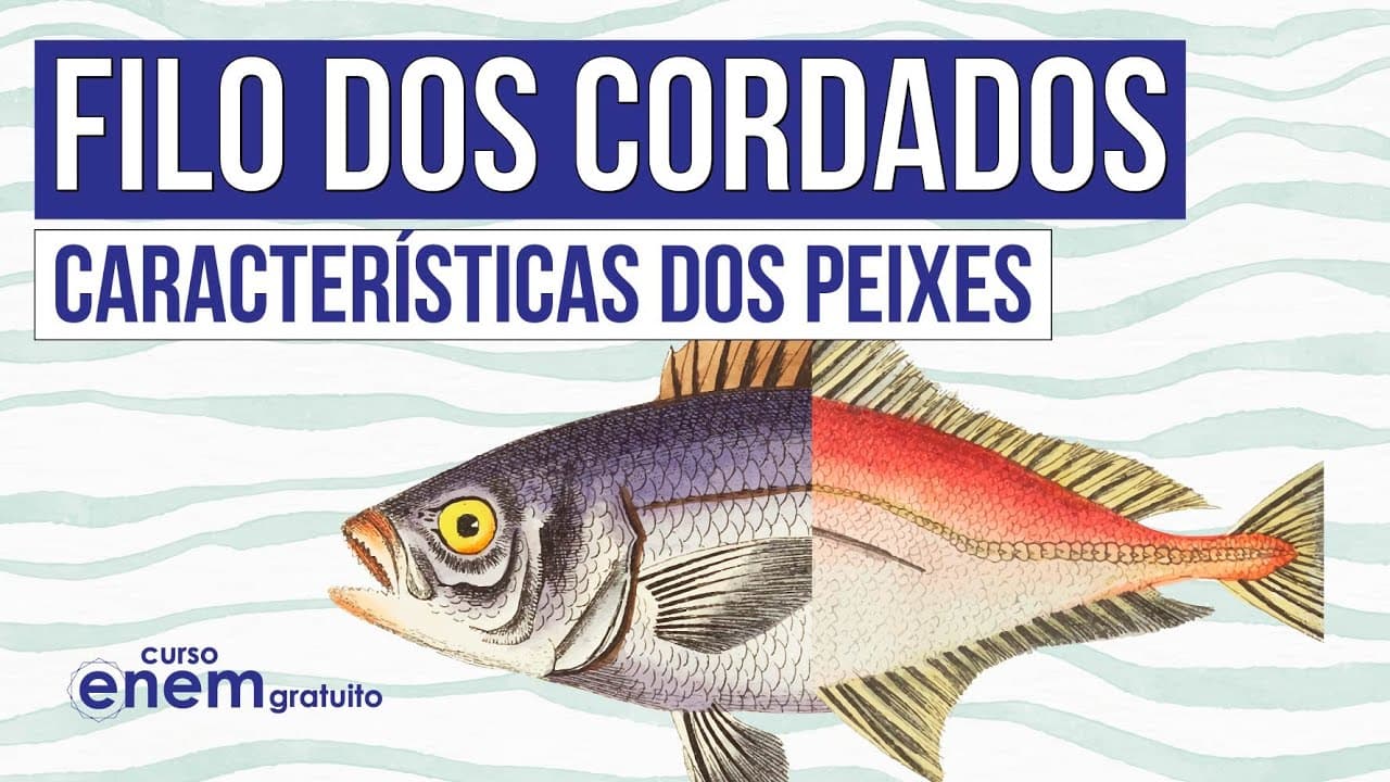 Thumbnail: FILO DOS CORDADOS: características dos peixes | Biologia para o Enem | Cláudia de Souza Aguiar