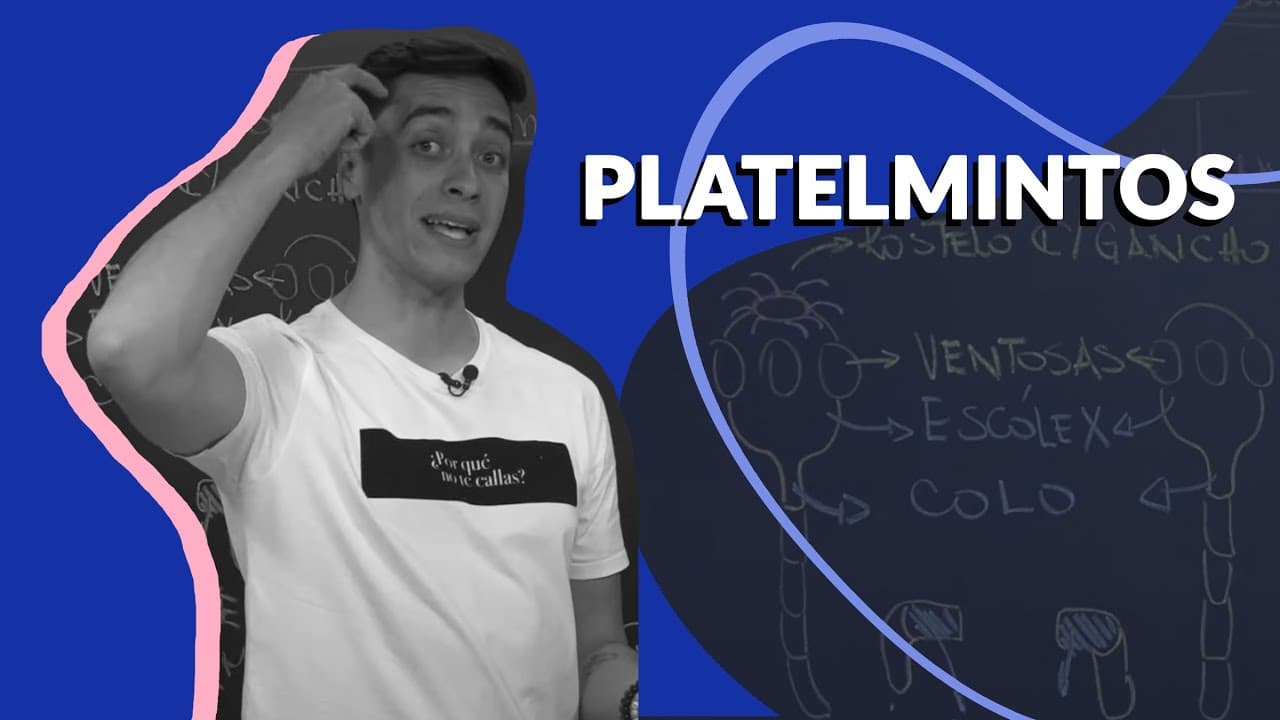 Thumbnail: Stoodi | Pocket Aula: Biologia - Platelmintos
