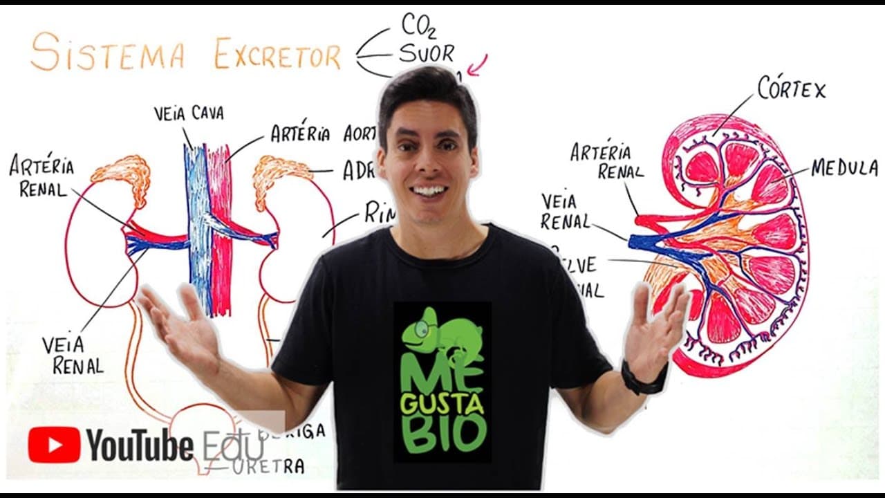 Thumbnail: Sistema Excretor (Urinário) - Professor Gustavo Schmidt