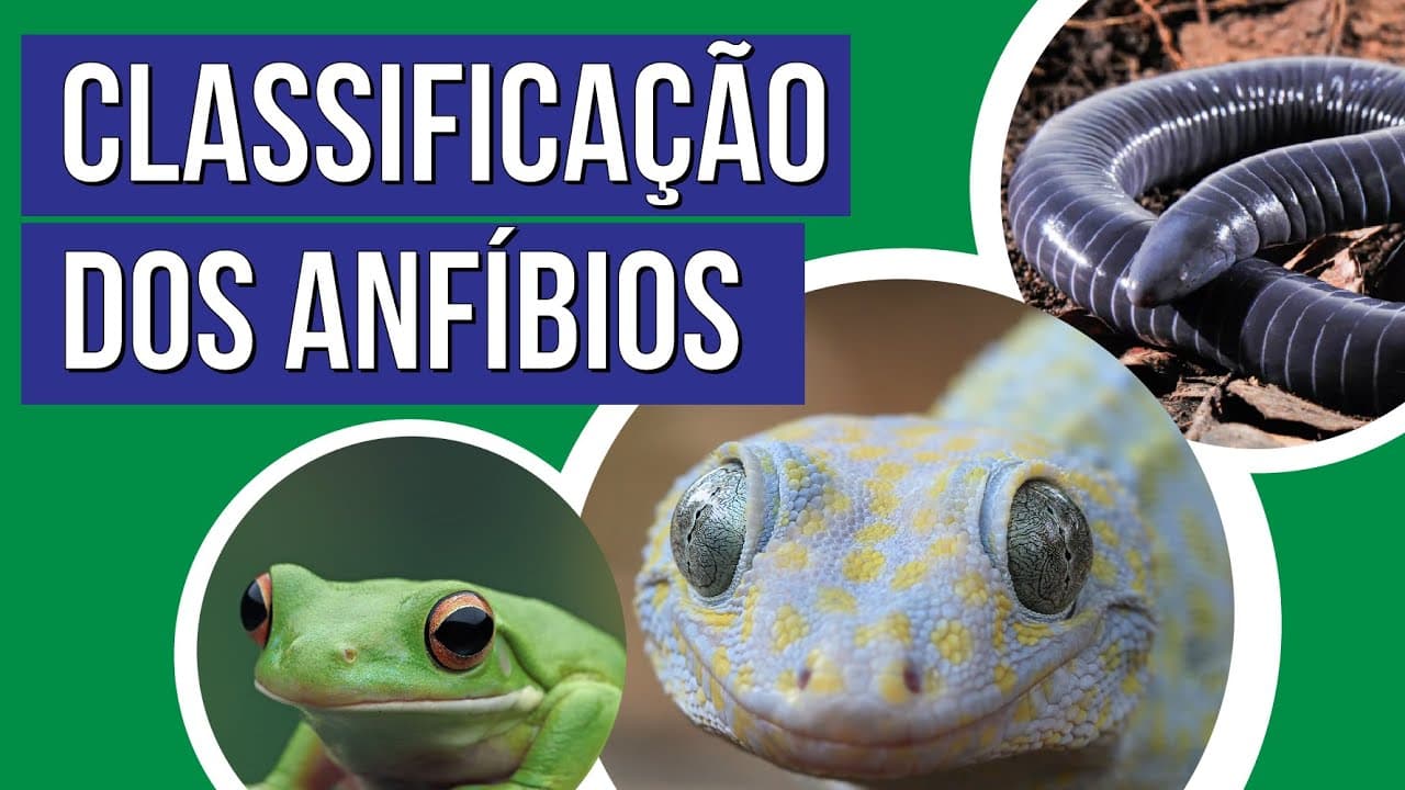 Thumbnail: CLASSIFICAÇÃO DOS ANFÍBIOS | Biologia para o Enem | Cláudia de Souza Aguiar