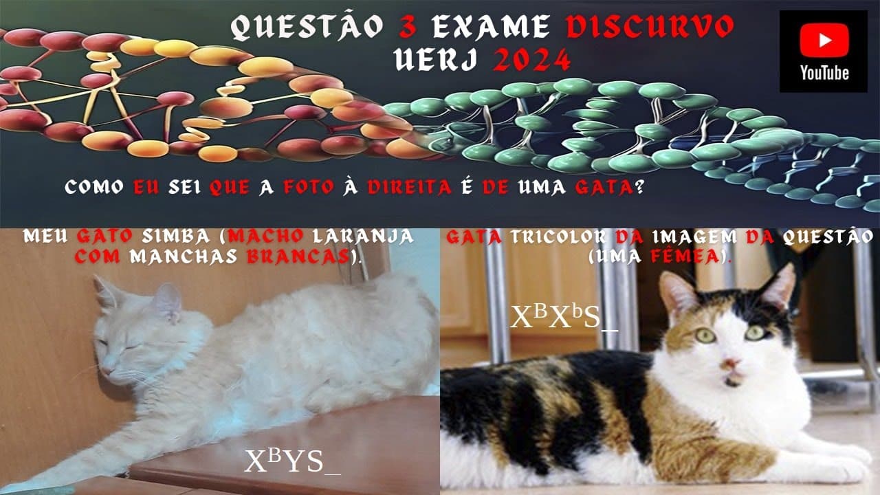 Thumbnail: Questão 03 Exame Discursivo UERJ Vestibular 2024 (Biologia)
