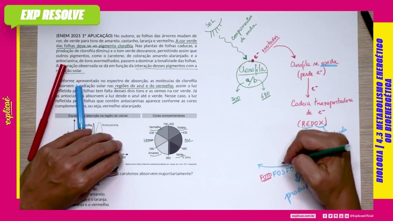 Thumbnail: NO OUTONO, AS FOLHAS DAS ÁRVORES MUDAM DE COR, DE(...) |METABOLISMO ENERGÉTICO OU BIOENERGÉTICA