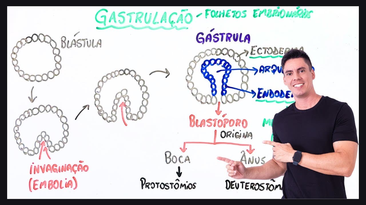 Thumbnail: Resumo Gastrulação - Embriologia