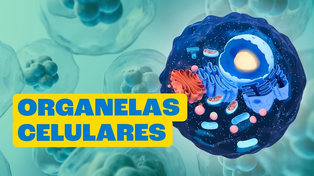 Thumbnail: Por Dentro da Célula: A Menor Fábrica do Mundo