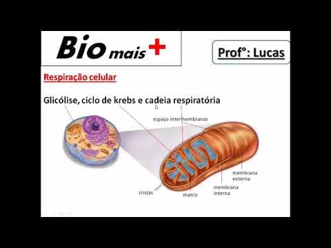 Thumbnail da aula: O 2,4-dinitrofenol (DNP) é conhecido como desacoplador da cadeia... ENEM 2019 RESOLUÇÃO