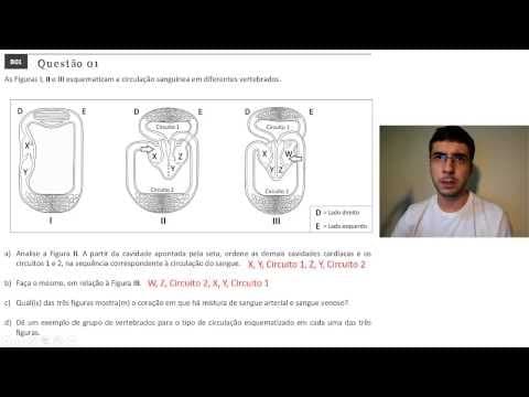 Thumbnail da aula: Fuvest 2014 - 2ª Fase - Prova de Biologia