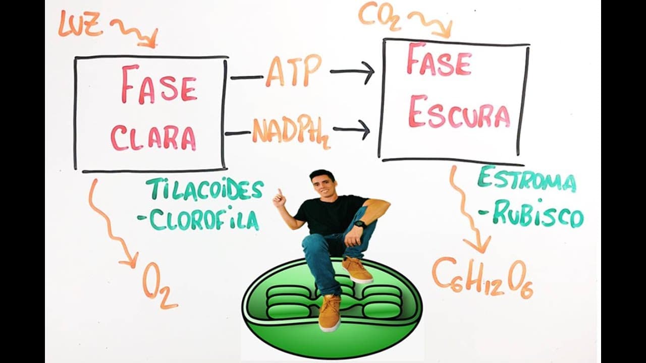 Thumbnail: Fotossíntese - Resumo Professor Gustavo Schmidt