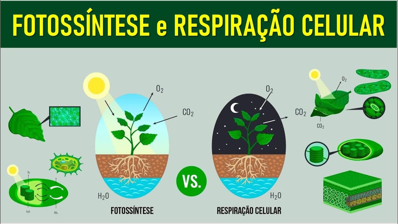 Thumbnail: FOTOSSÍNTESE, RESPIRAÇÃO CELULAR E FERMENTAÇÃO: Bioenergética no Enem. Profe. Juliana Evelyn Santos