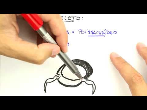 Thumbnail da aula: Me Salva! Extensivo de Biologia - ZOII01 - Artrópodos - Considerações Gerais e Classificação