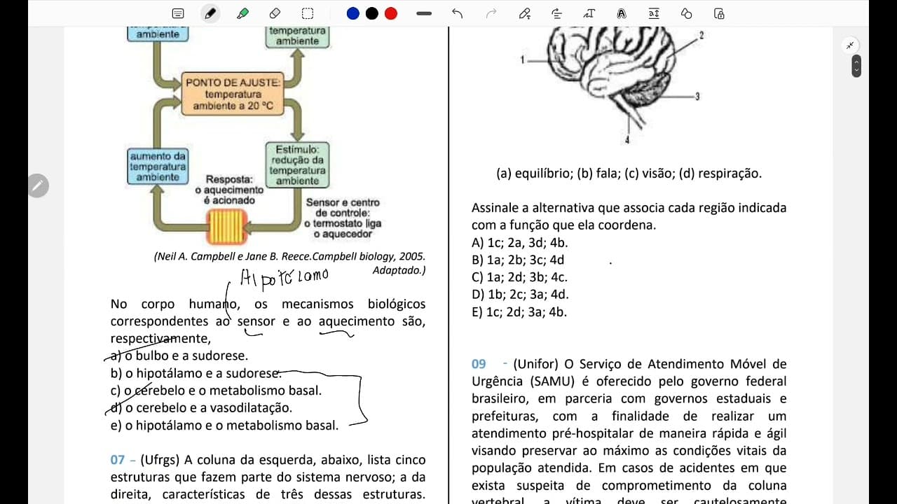 Thumbnail: Resolução comentada | Unesp | Biologia | sistema nervoso
