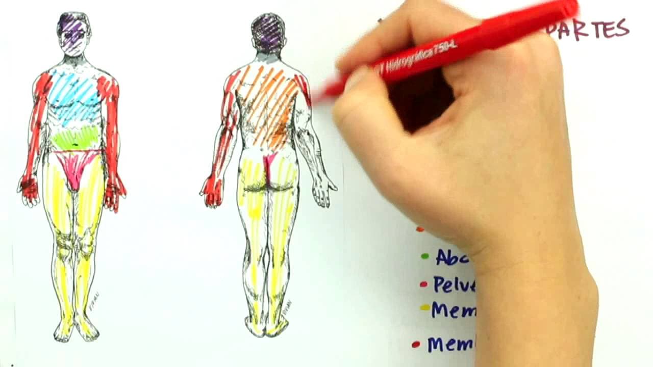Thumbnail: Posicão anatômica, divisões do corpo, planos e cortes | Ciências da Saúde | Me Salva!