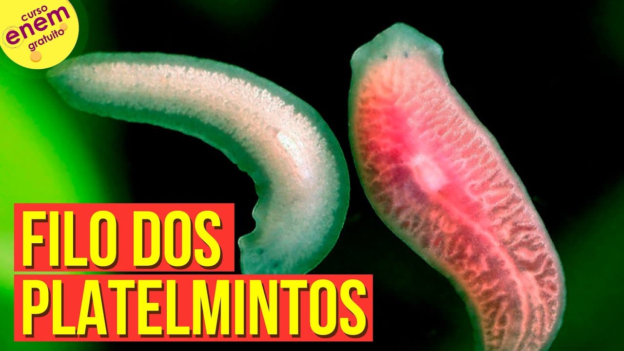Thumbnail: O FILO DOS PLATELMINTOS (ZOOLOGIA) | Resumo de Biologia para o Enem