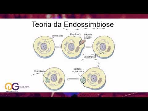 Thumbnail da aula: Biologia: Endossimbiose - ENEM