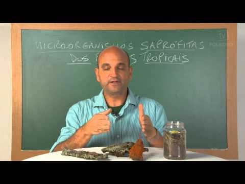 Thumbnail da aula: Videoaulas Poliedro | Enem | Micro-organismos Saprófitas dos Biomas Tropicais