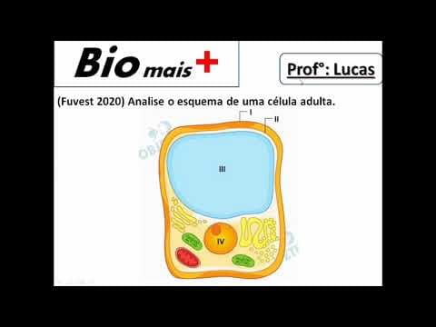 Thumbnail da aula: Analise o esquema de uma célula adulta... Fuvest 2020 Biologia Correção