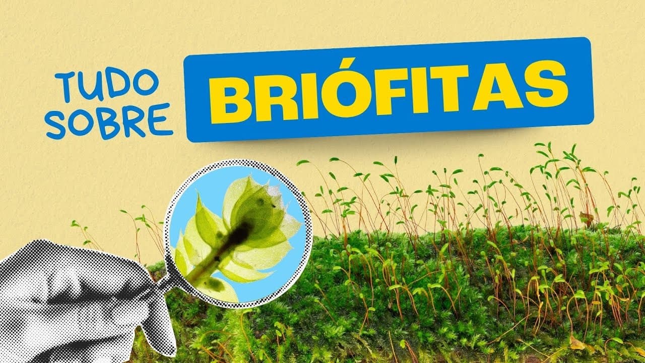 Thumbnail: BRIÓFITAS: A planta que NÃO TEM RAIZ!