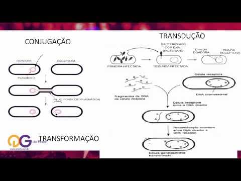 Thumbnail da aula: Biologia - Bactéria - ENEM