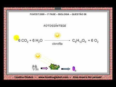 Thumbnail da aula: USP_2009_BIO_P1_Q58