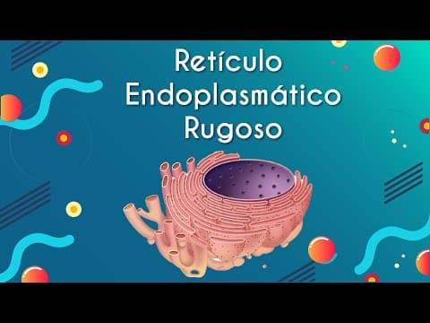 Thumbnail da aula: Retículo Endoplasmático Rugoso - Brasil Escola