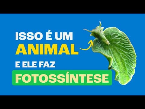 Thumbnail da aula: Os Misteriosos Animais que Fazem FOTOSSÍNTESE