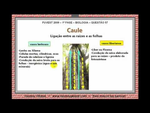 Thumbnail da aula: USP_2009_BIO_P1_Q57