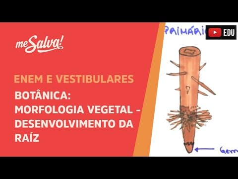 Thumbnail da aula: Me Salva! BOT37 - Botânica - Morfologia vegetal: o desenvolvimento da raíz