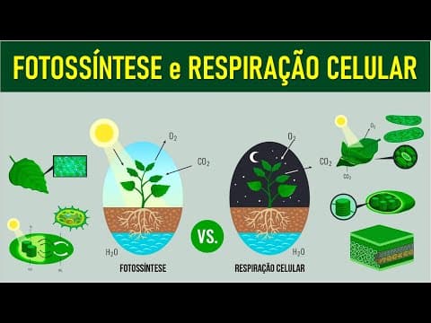 Thumbnail da aula: FOTOSSÍNTESE, RESPIRAÇÃO CELULAR E FERMENTAÇÃO: Bioenergética no Enem. Profe. Juliana Evelyn Santos