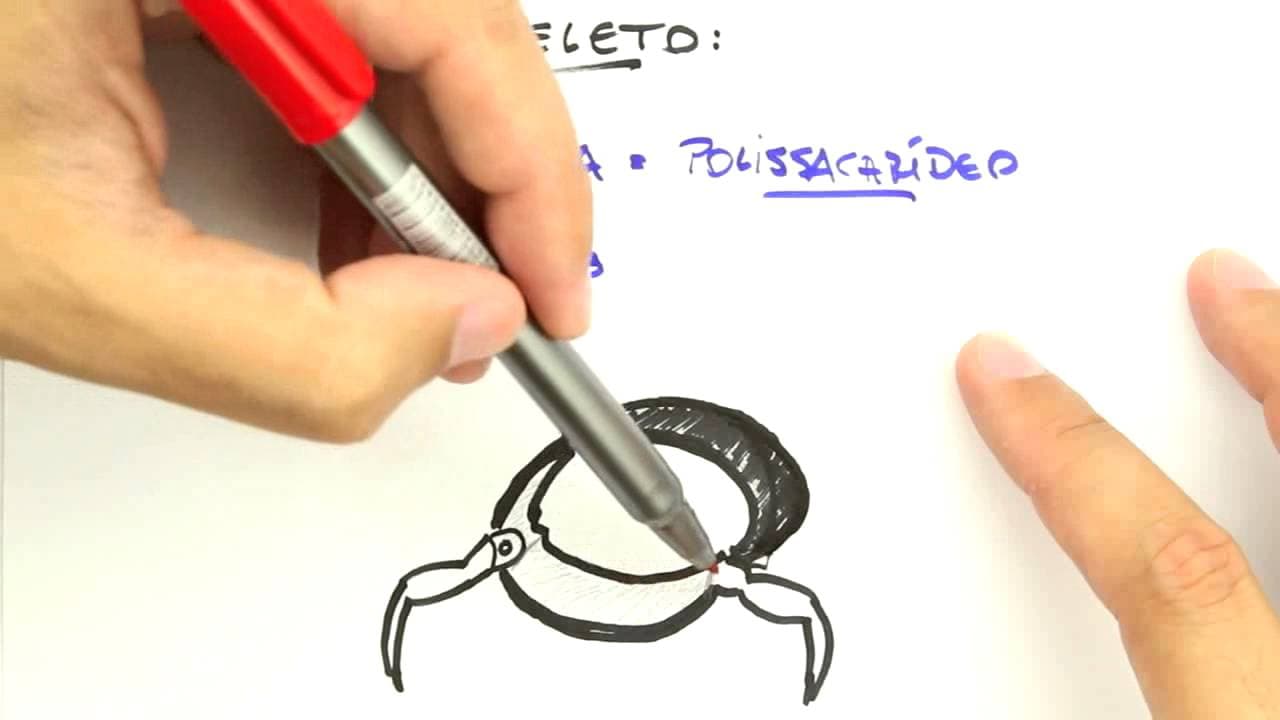 Thumbnail: Me Salva! Extensivo de Biologia - ZOII01 - Artrópodos - Considerações Gerais e Classificação