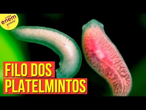 Thumbnail da aula: O FILO DOS PLATELMINTOS (ZOOLOGIA) | Resumo de Biologia para o Enem
